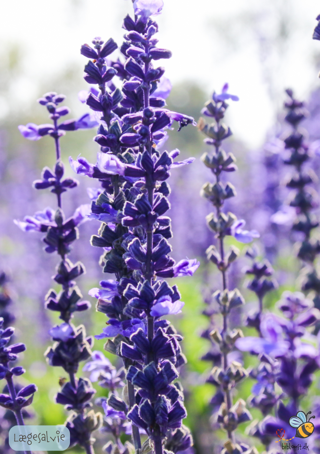 Lægesalvie - Salvia officinalis