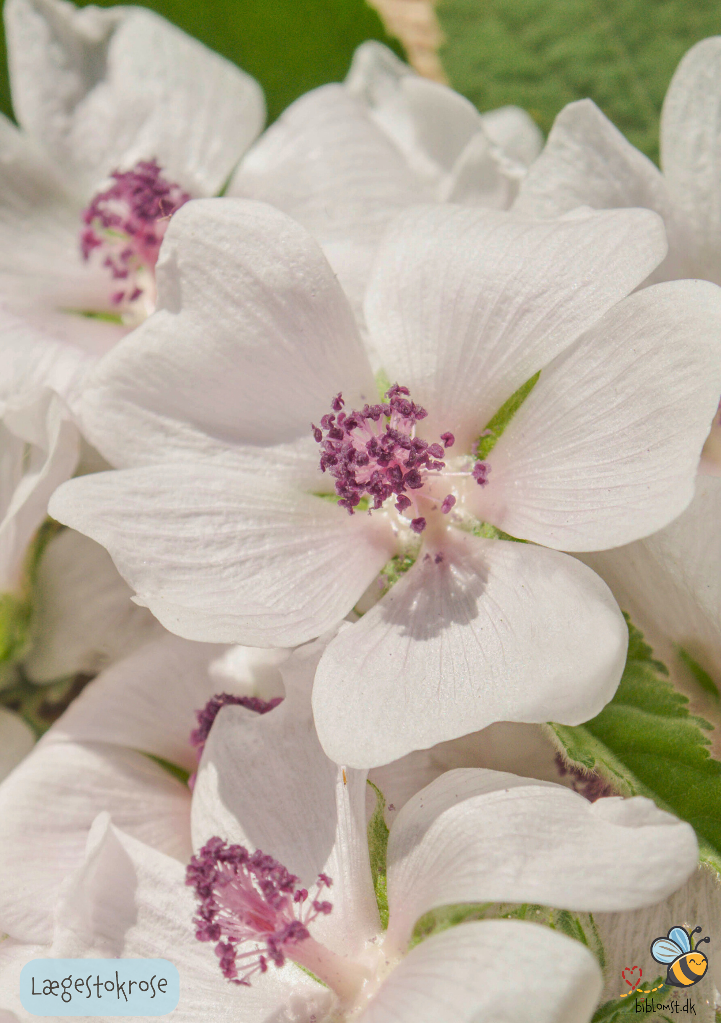 Lægestokrose - althaea officinalis