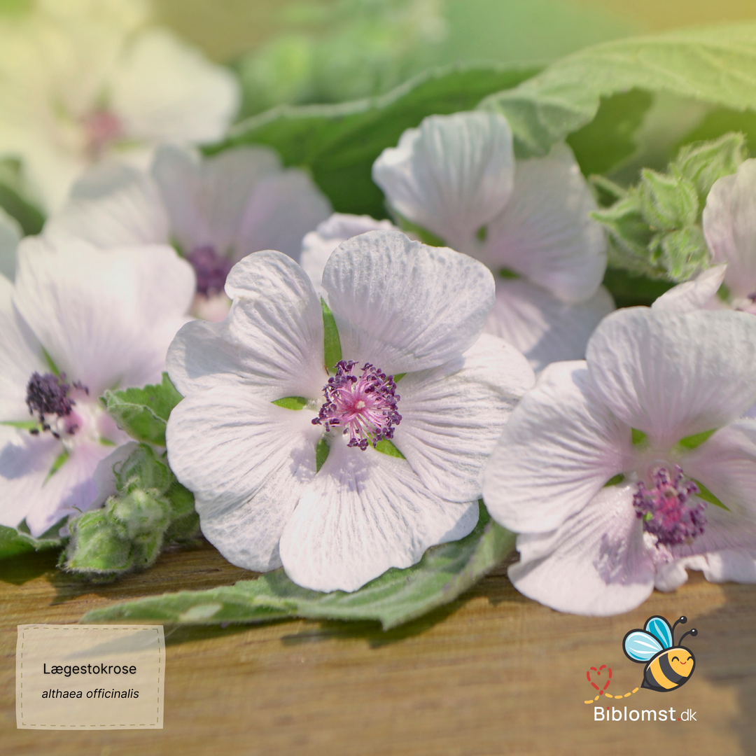 Lægestokrose - althaea officinalis