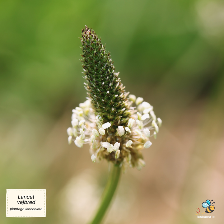 Lancetvejbred - Plantago lanceolata