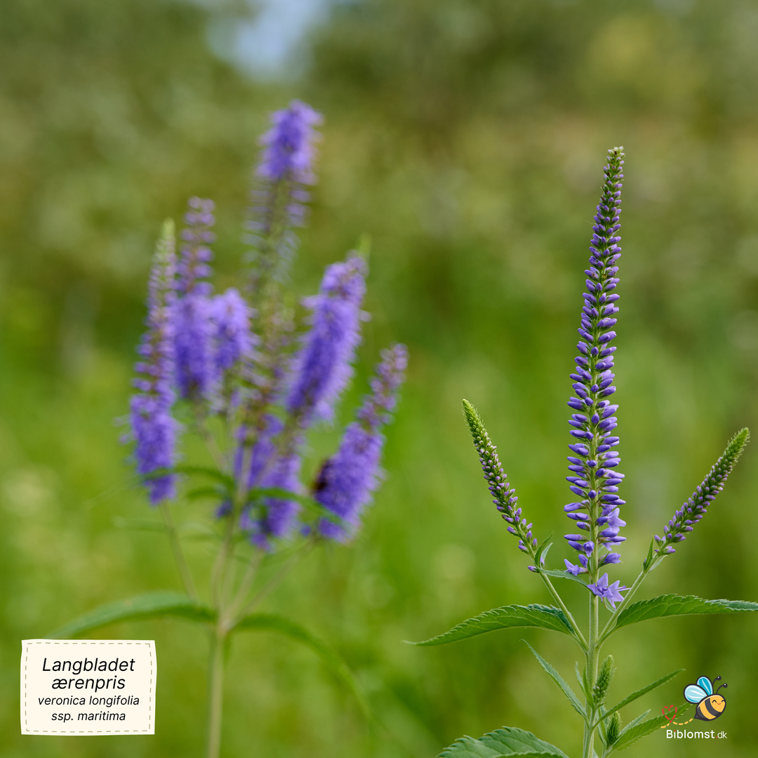 Langbladet ærenpris - Veronica longifolia (ssp. maritima)