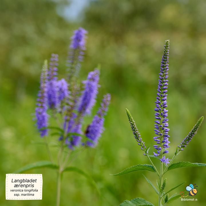Langbladet ærenpris - Veronica longifolia (ssp. maritima)
