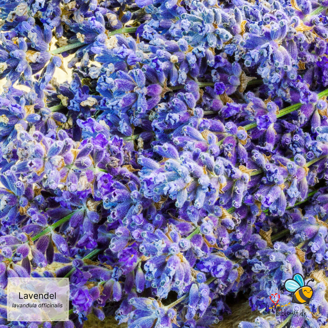 Ægte lavendel – Lavandula angustifolia (syn. Lavandula officinalis)