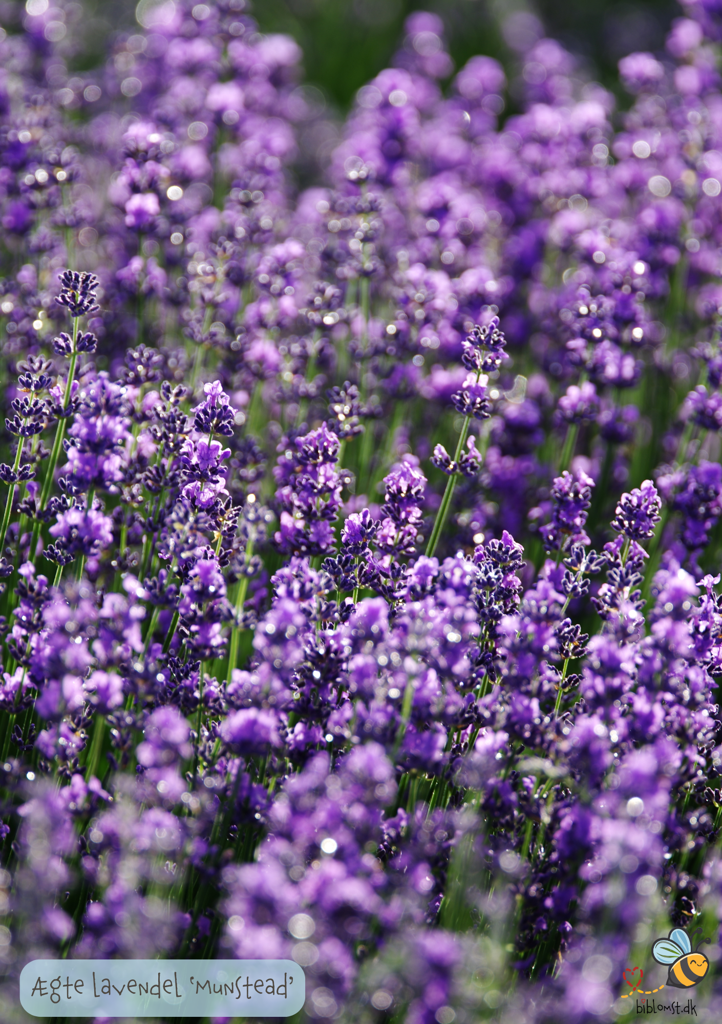 Lavendel Ægte 'Munstead' - Lavandula angustifolia