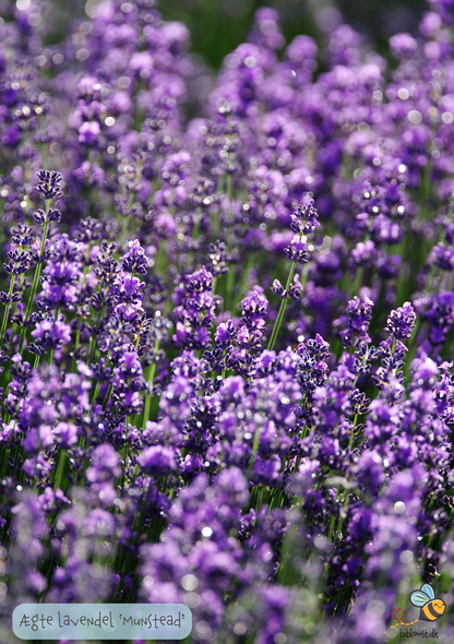 Lavendel Ægte 'Munstead' - Lavandula angustifolia