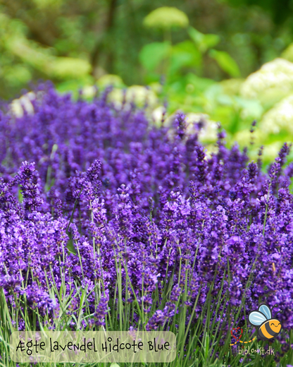 Lavendel Hidcote Blue - Lavandula angustifolia