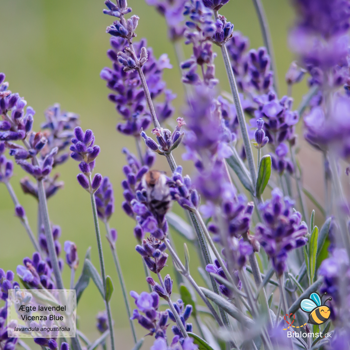 Lavendel 'Vicenza blue' - Lavandula angustifolia