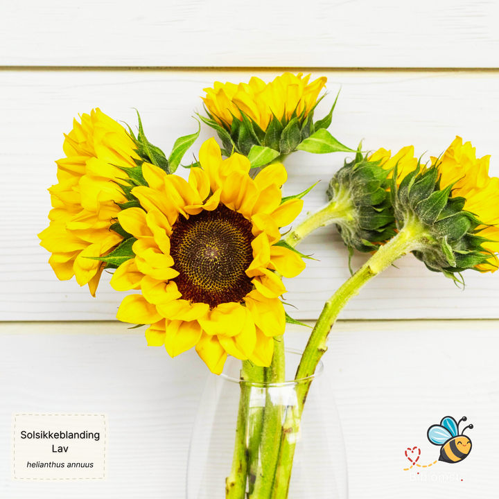 Biblomst Lav solsikke blanding (Helianthus annuus)