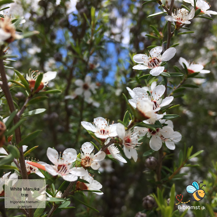 White Manuka Tree - Leptospermum scoparium
