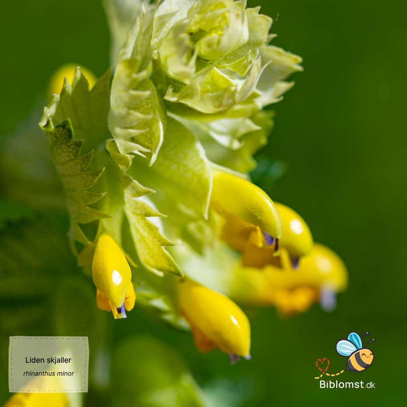 Liden skjaller - Rhinanthus minor