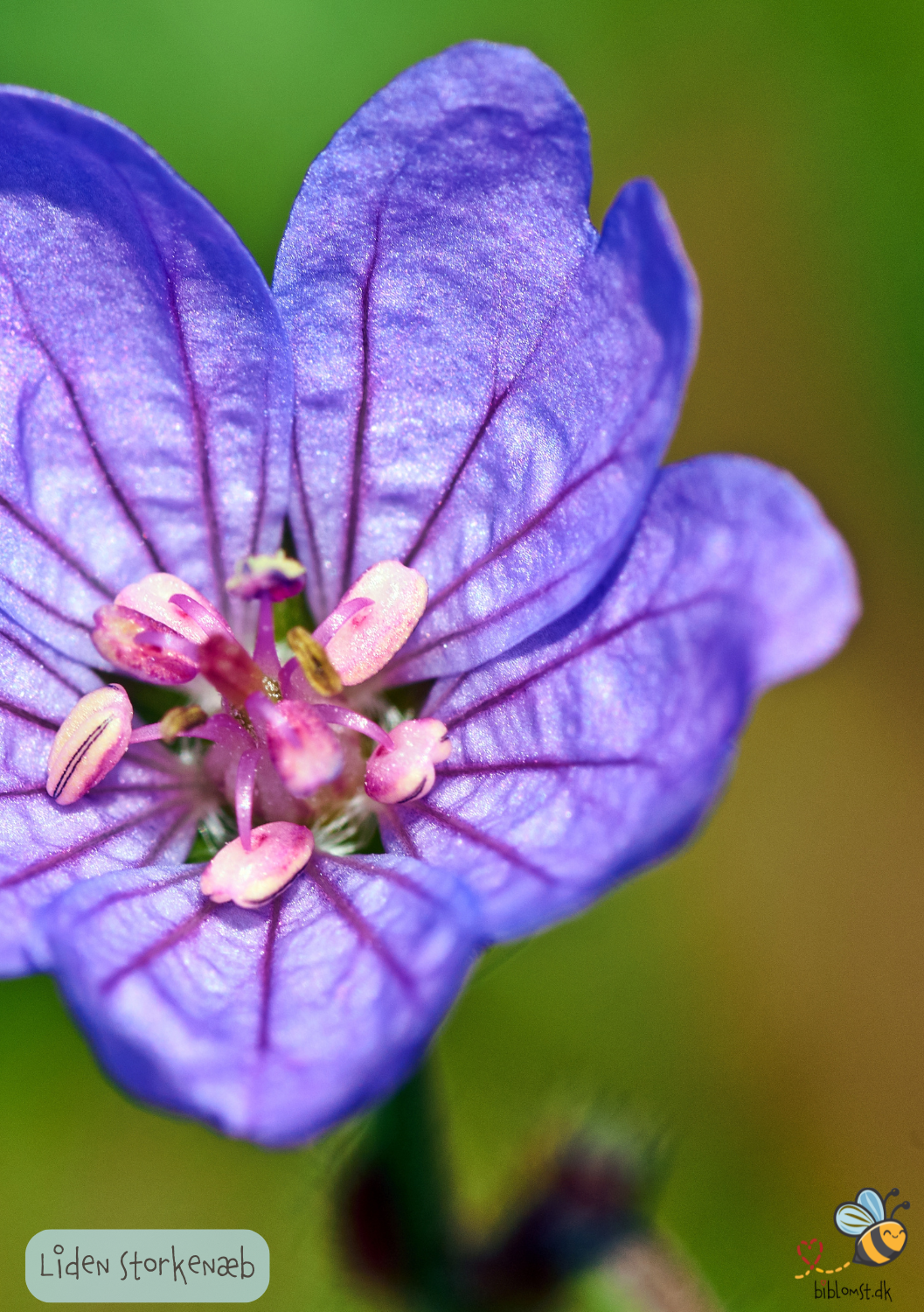 Liden Storkenæb - geranium pusillum