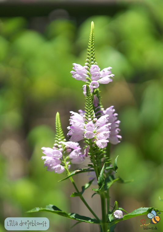 Lilla Drejeblomst - Physostegia virginiana