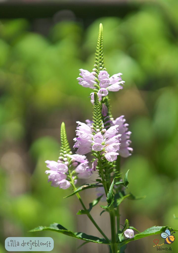 Lilla drejeblomst – Physostegia virginiana