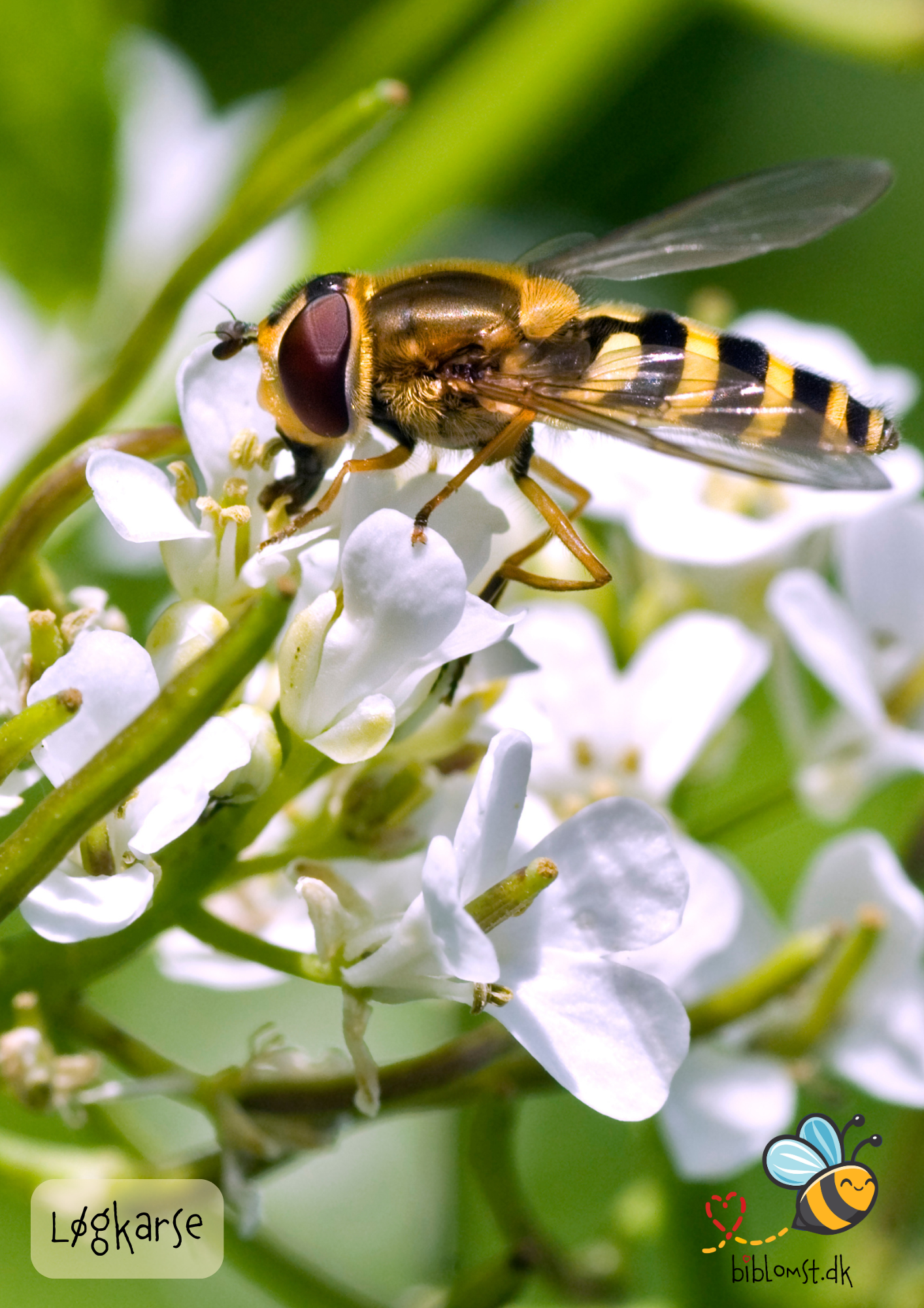 Løgkarse – Alliaria petiolata