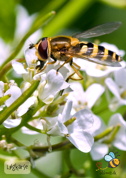 Løgkarse – Alliaria petiolata