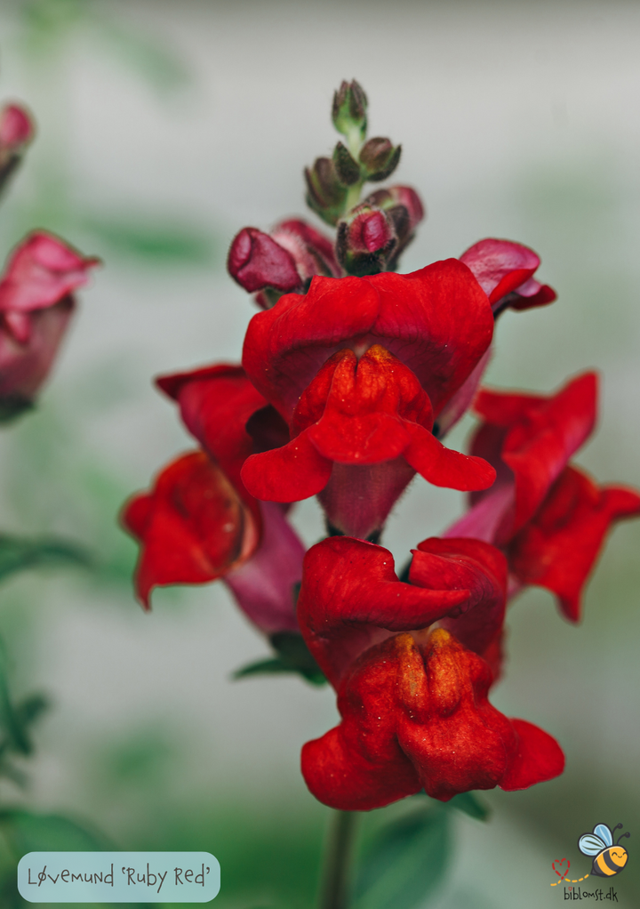 Løvemund - Ruby Red - Antirrhinum majus maximum