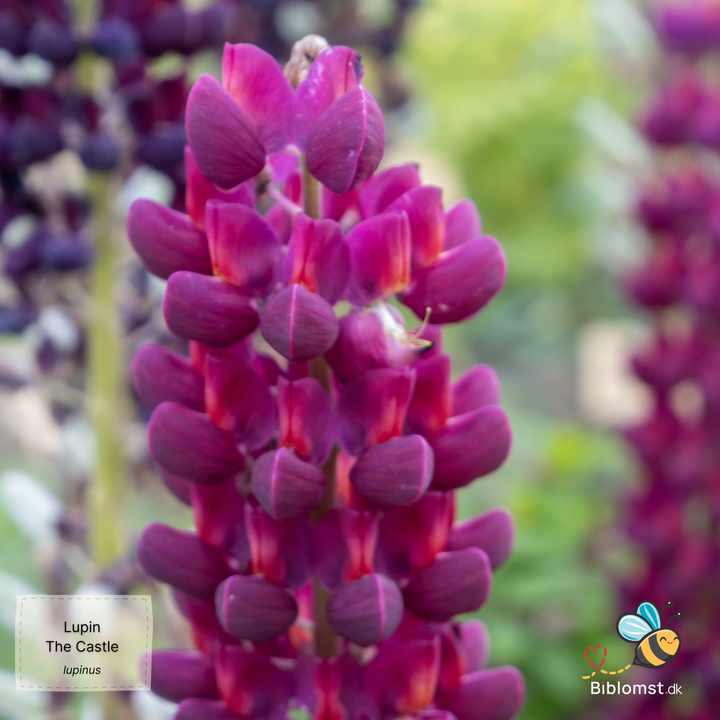 Russel Lupin 'The Castle' Lupinus polyphyllus