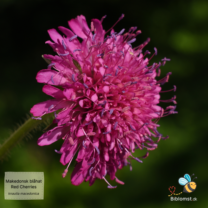 Makedonsk Blåhat - Red Cherries - Knautia macedonica