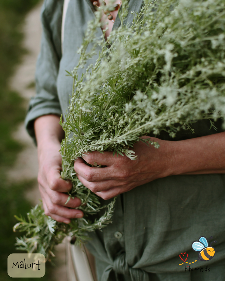 Malurt - Artemisia absinthium