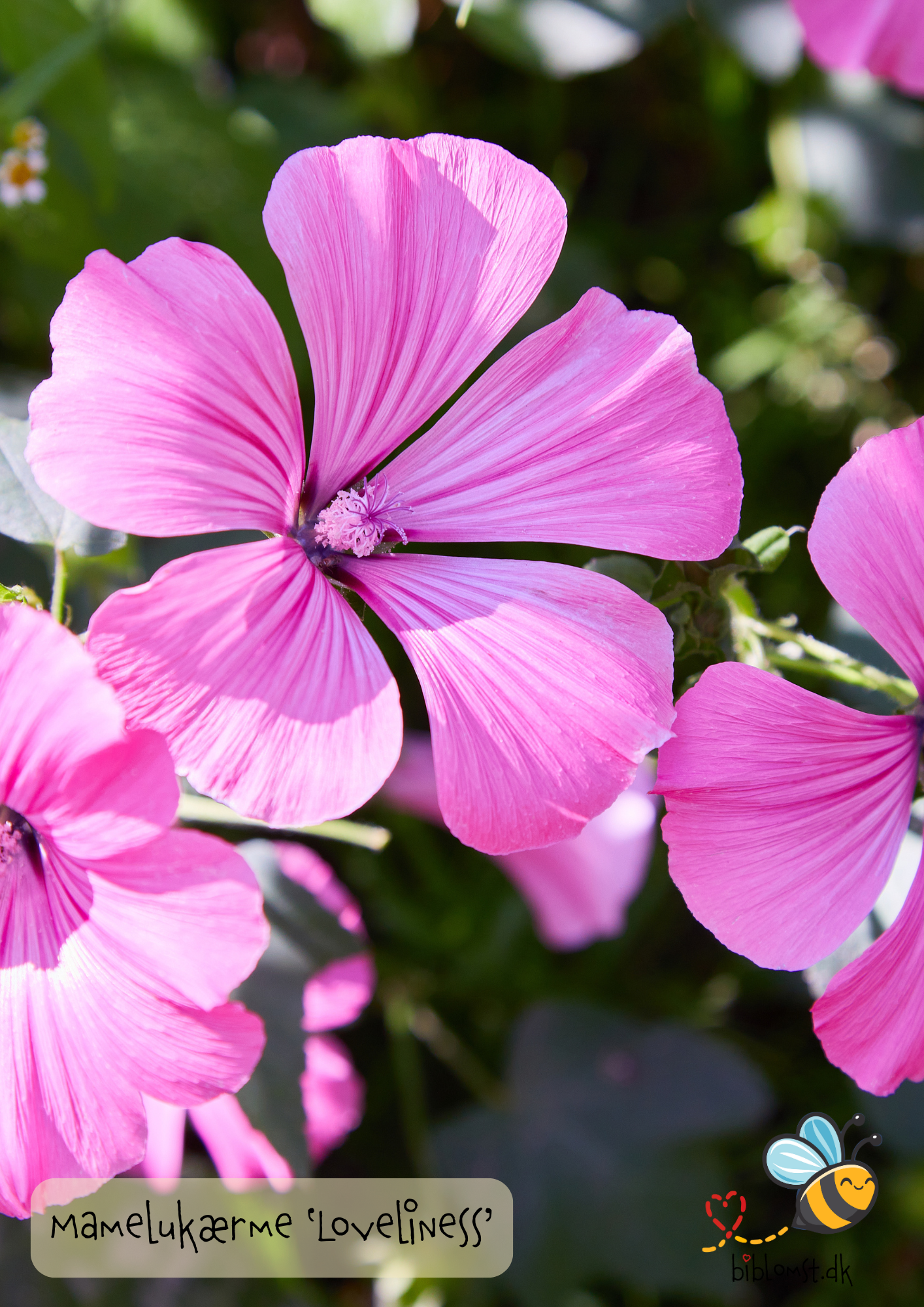 Mamelukærme – Malva trimestris ’Loveliness’