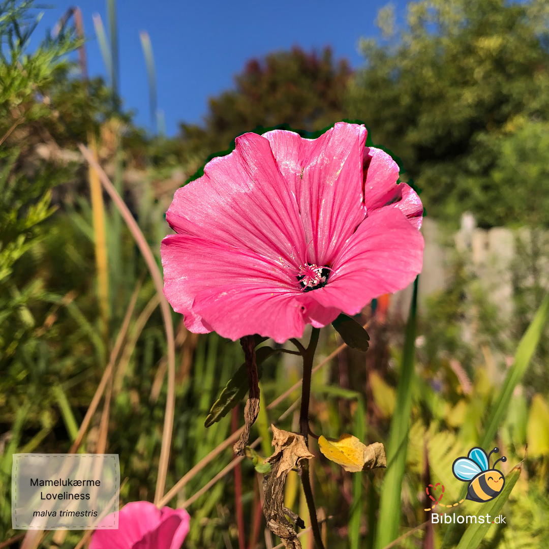 Mamelukærme – Malva trimestris ’Loveliness’