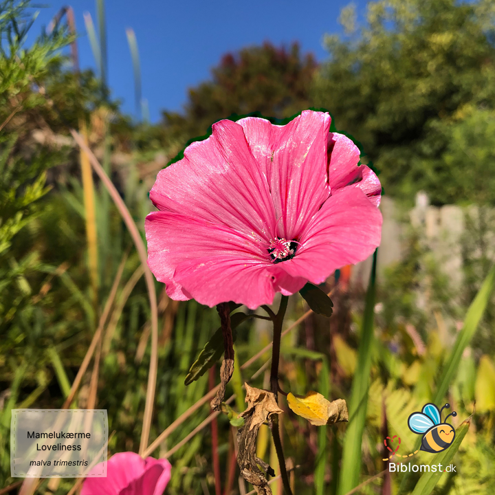 Mamelukærme – Malva trimestris ’Loveliness’