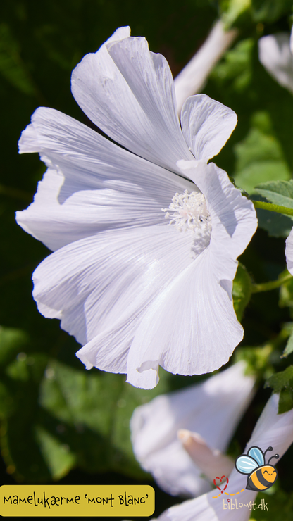 Mamelukærme – Malva trimestris ’Mont Blanc’