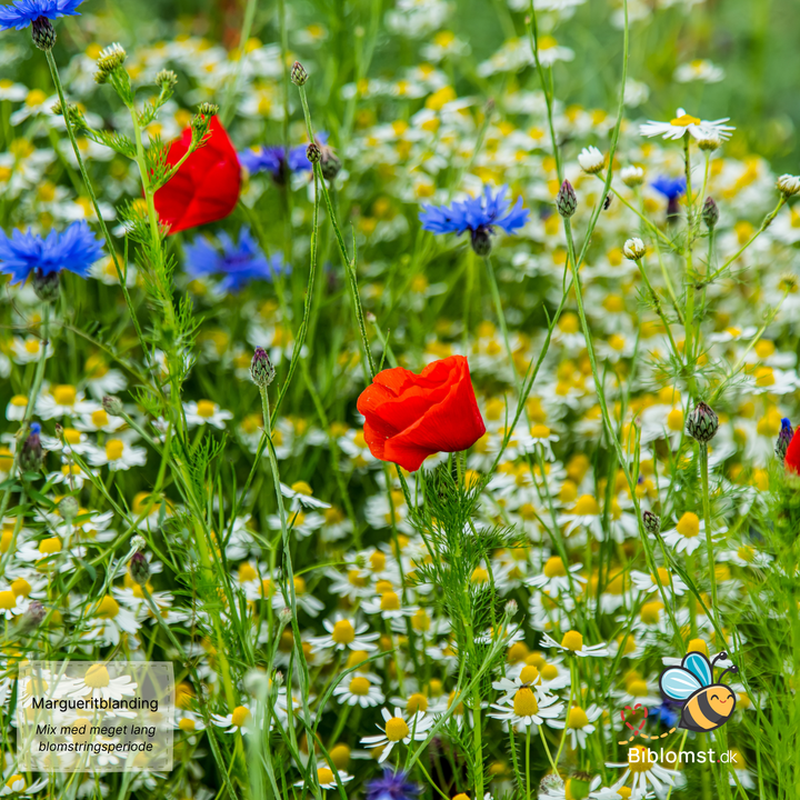 Biblomst Margueritblanding – blanding med lang blomstring