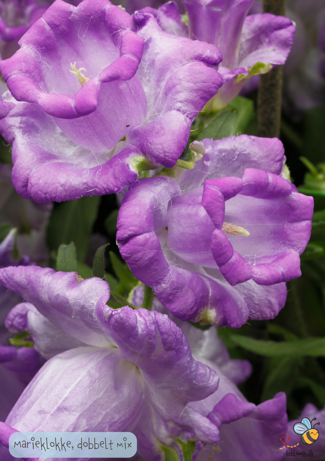 Marieklokke Dobbelt farvemix - Campanula medium calycanthema