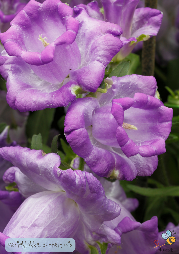 Marieklokke Dobbelt farvemix - Campanula medium calycanthema