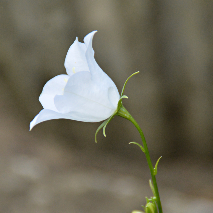 Marieklokke Hvid (single) – Campanula medium