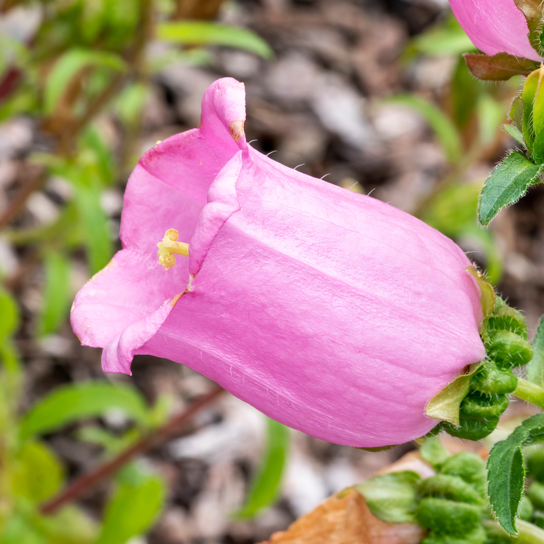 Marieklokke Rosa (single) – Campanula medium