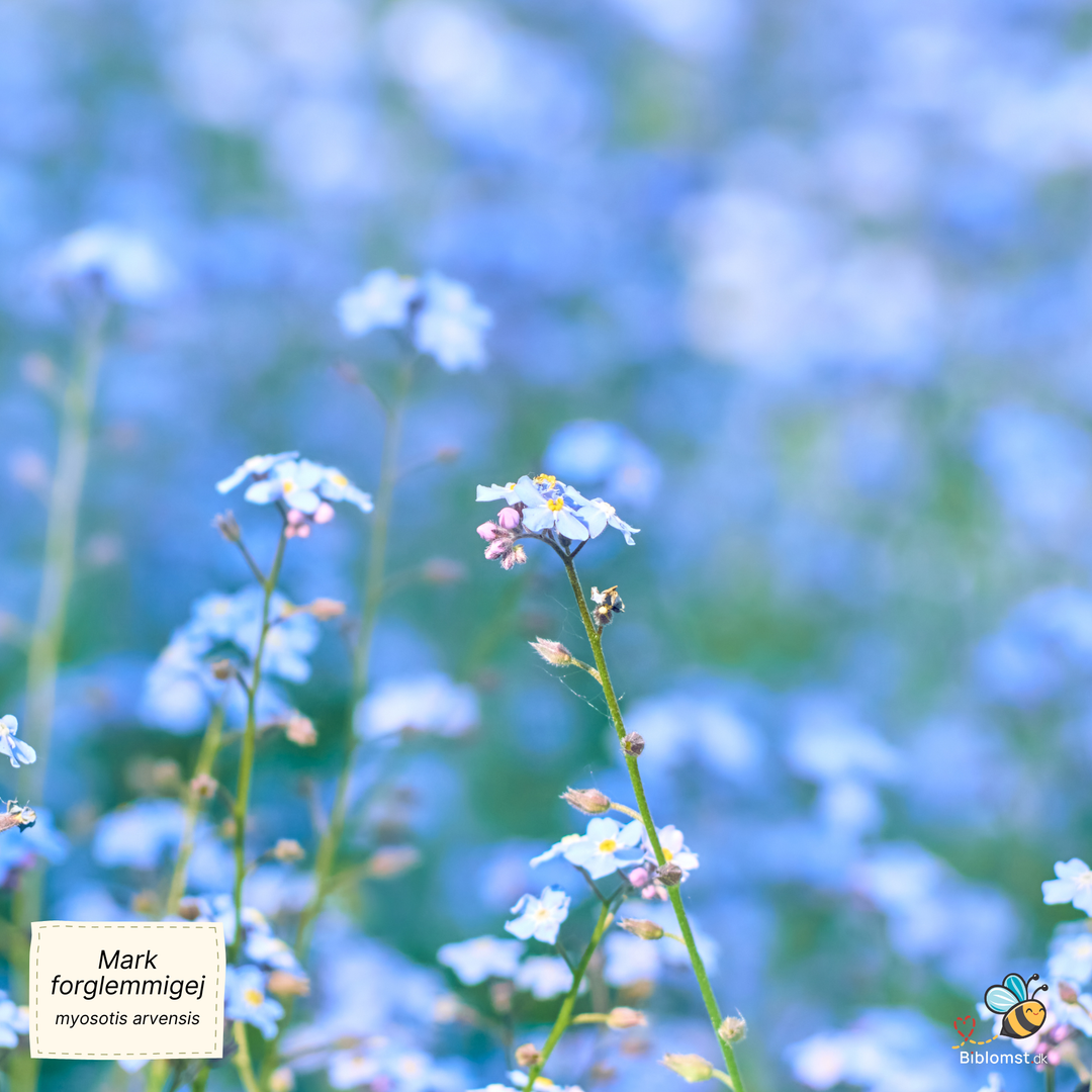 Mark-forglemmigej - Myosotis arvensis