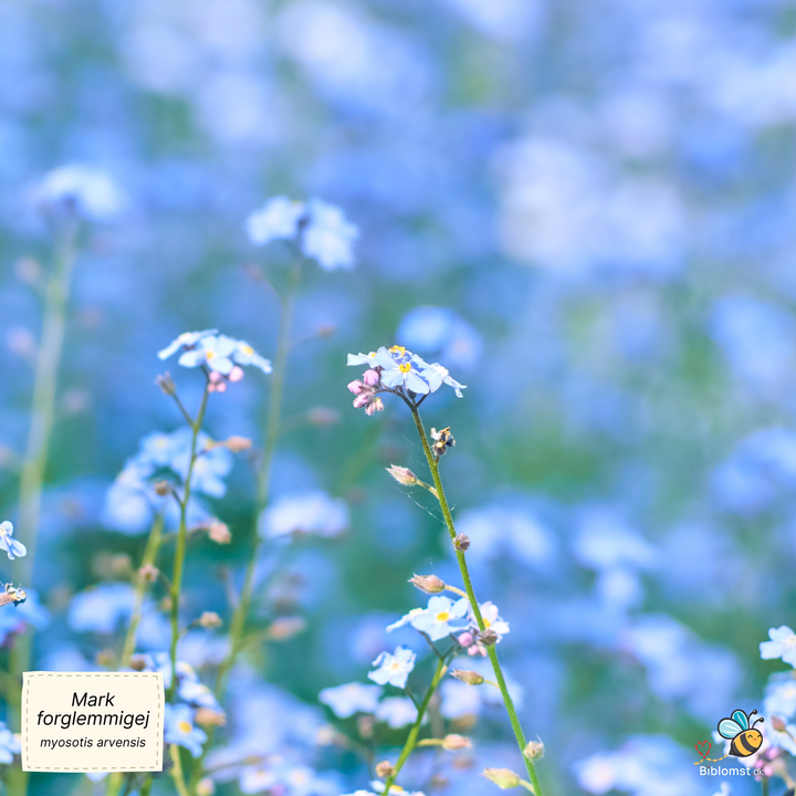 Mark-forglemmigej - Myosotis arvensis