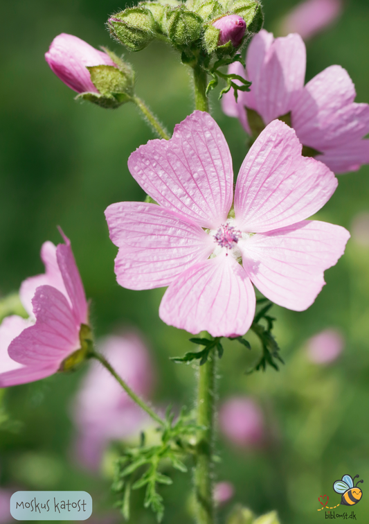 Moskus-Katost - Malva moschata