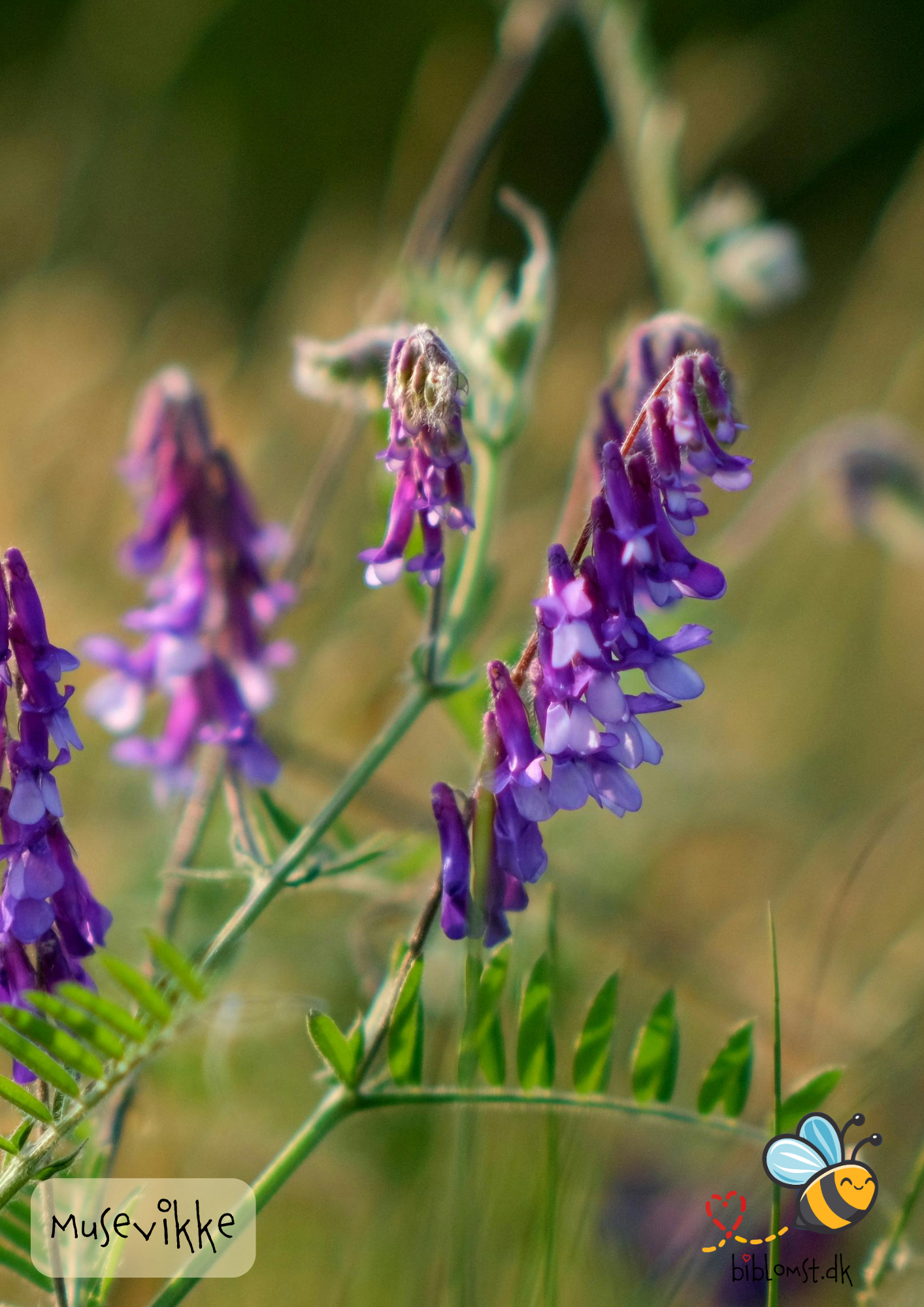 Musevikke – Vicia cracca
