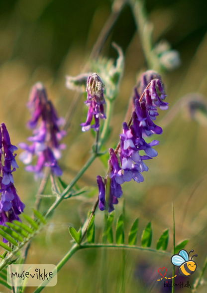 Musevikke – Vicia cracca
