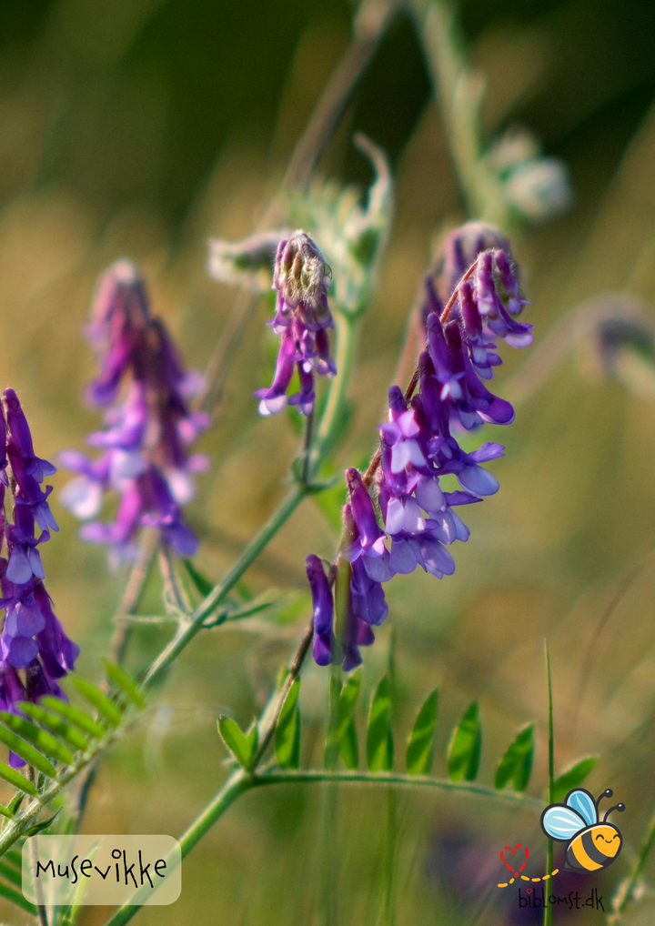 Musevikke – Vicia cracca