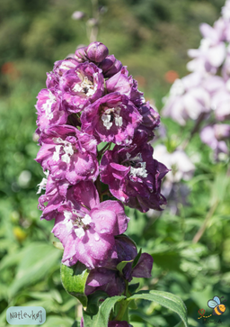 Natlevkøj - Matthiola bicornis