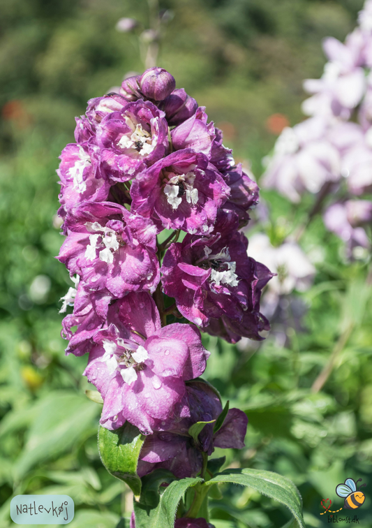 Natlevkøj - matthiola bicornis