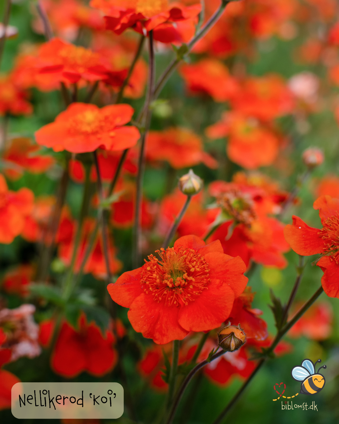 Nellikerod – Geum coccineum 'Koi'
