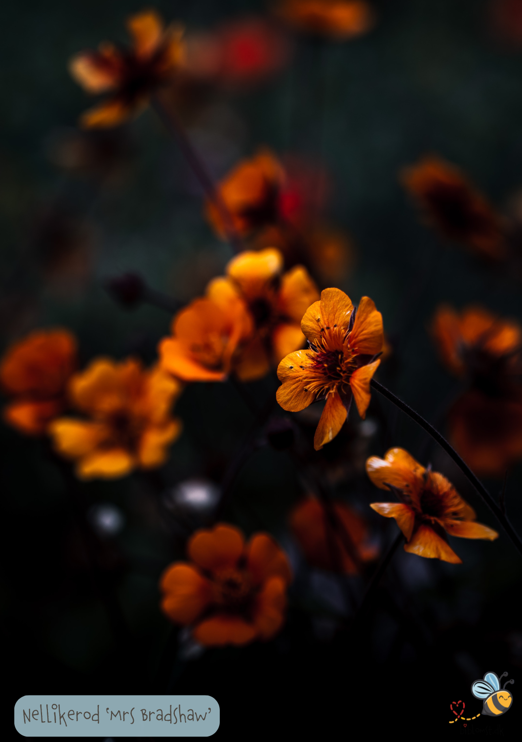Nellikerod - mrs Bradshaw - geum chiloense