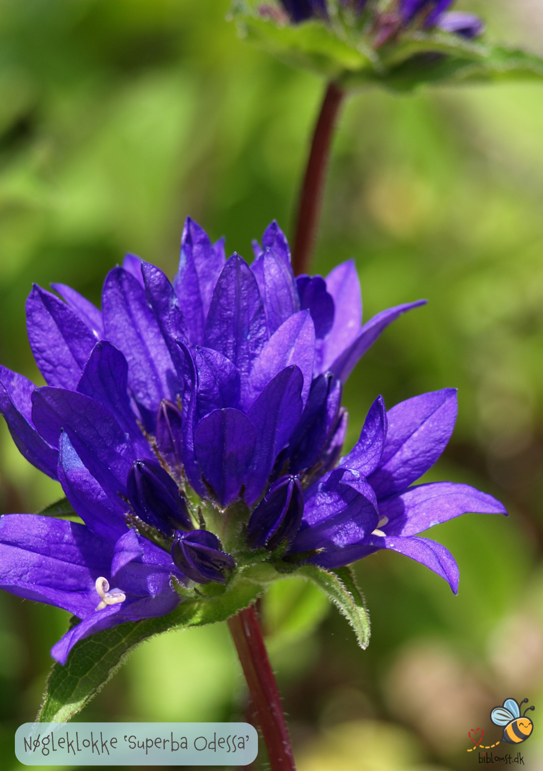 Nøgleklokke Superba Odessa - Campanula glomerata