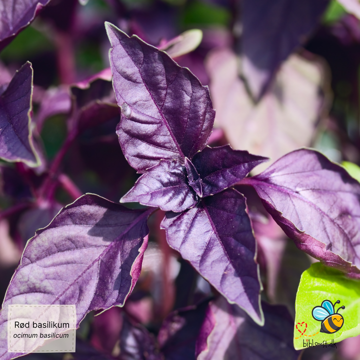 Rød basilikum - Ocimum basilicum 'Red'