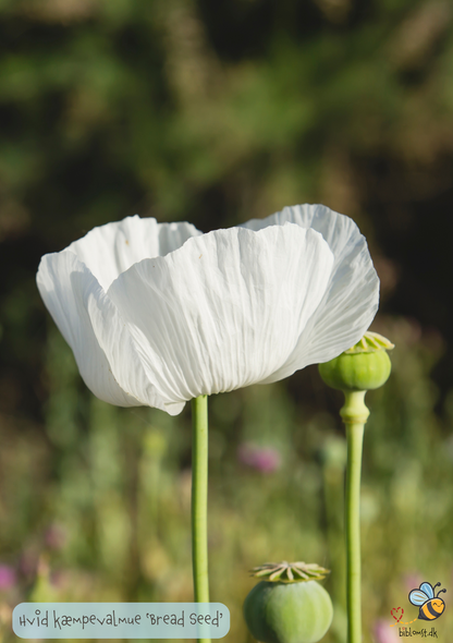 Hvid Kæmpevalmue - Papaver somniferum 'Bread Seed'