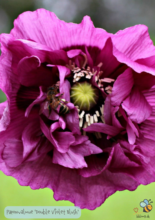 Opiumsvalmue 'Double Violet Blush' - Papaver somniferum