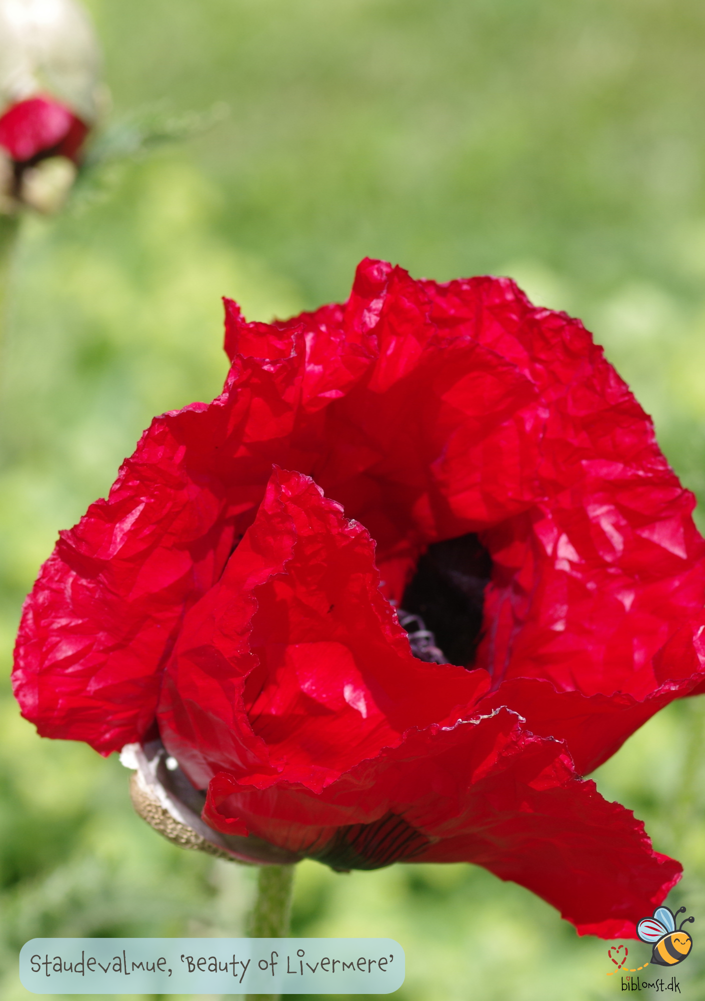 Staude-valmue - Papaver orientale 'Beauty of Livermere'