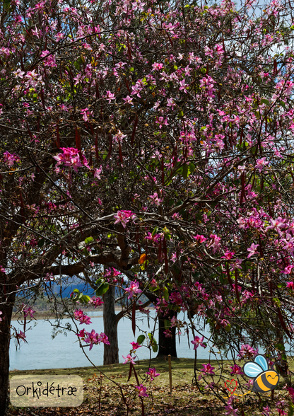 Orkidetræ – Bauhinia variegata