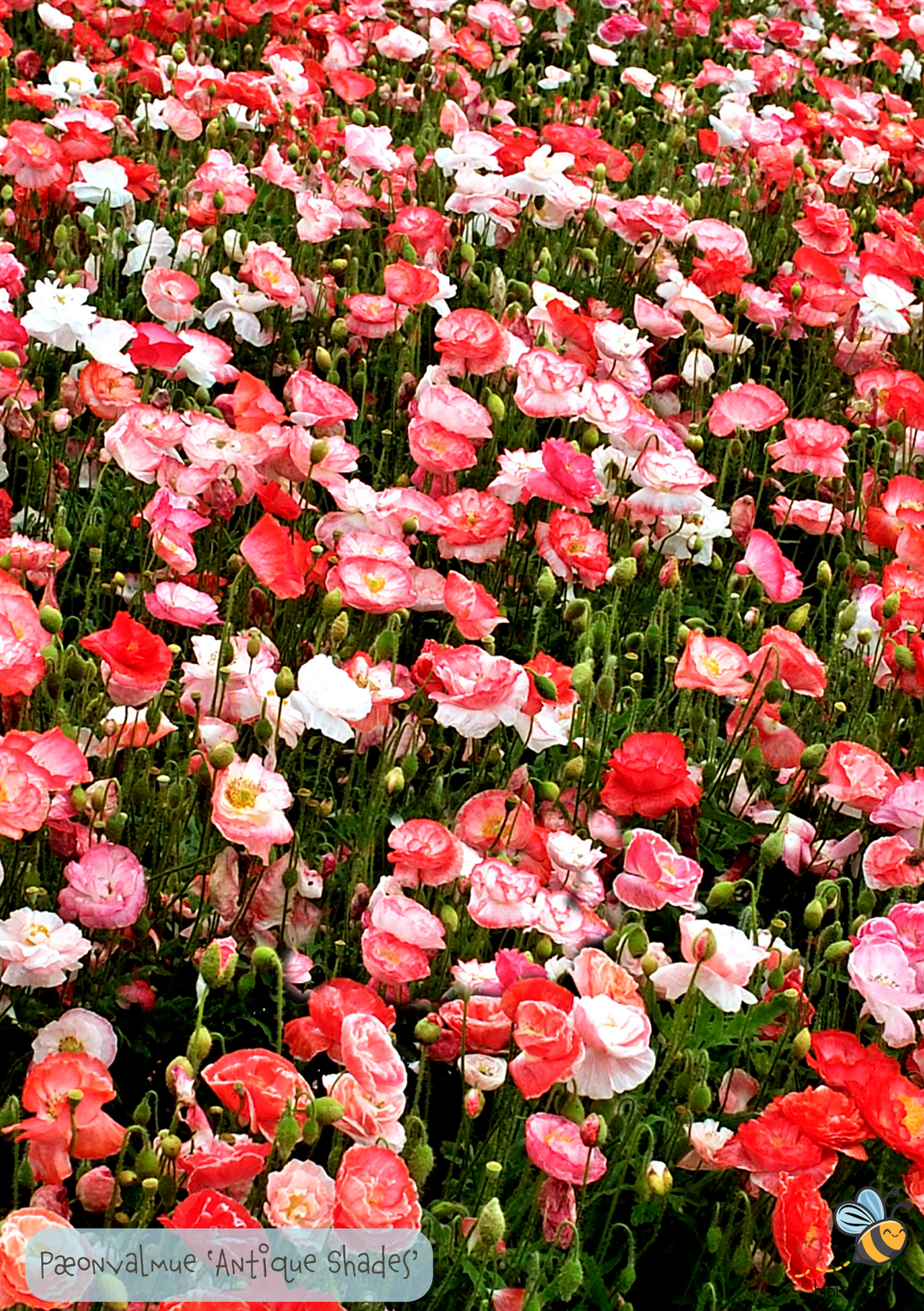 Pæonvalmue 'Antique Shades' Papaver paeoniflorum