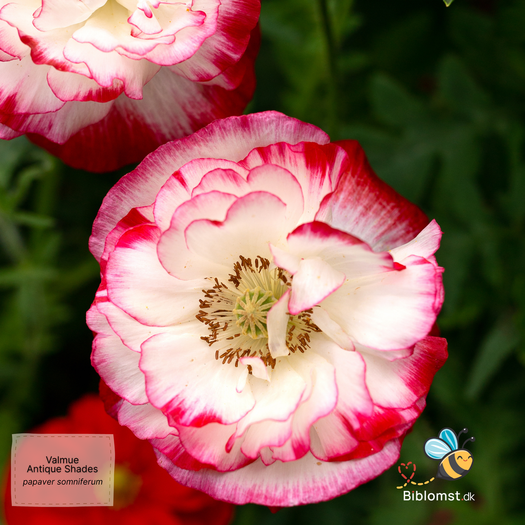 Pæonvalmue 'Antique Shades' Papaver paeoniflorum